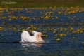077_Biebrza - kwiecien 2011